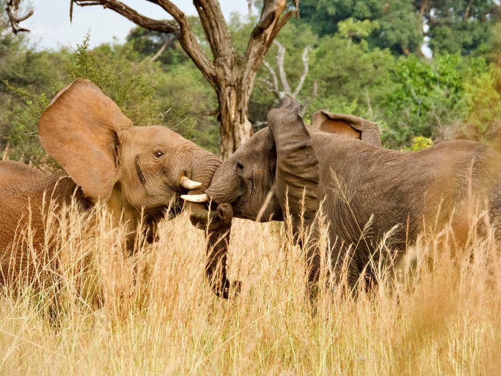 Two elephants locking trunks to show how to overcome collaboration challenges